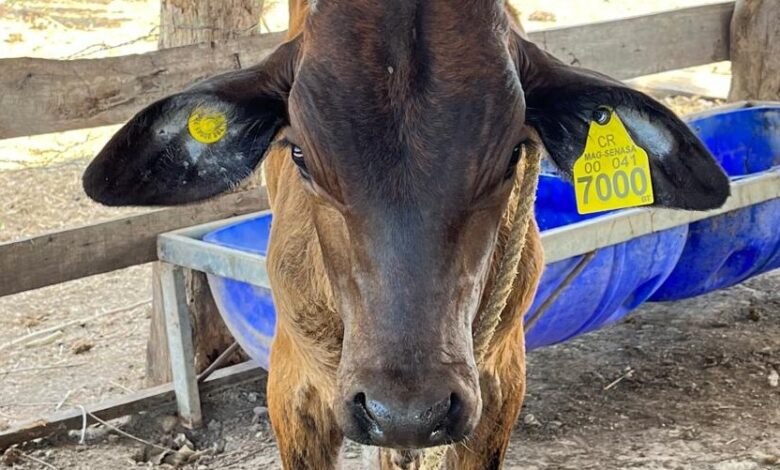 Gobierno da prórroga a productores para identificar a su ganado