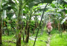 Diputado del PLN propone salida al cierre de fincas bananeras de Del Monte