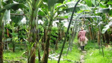 Diputado del PLN propone salida al cierre de fincas bananeras de Del Monte