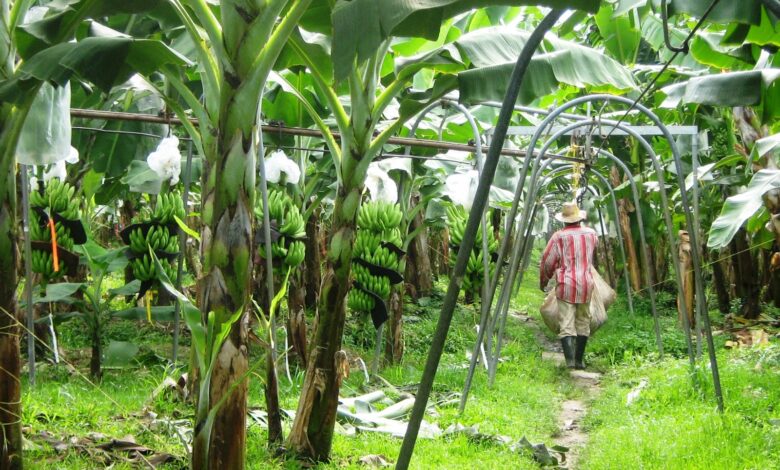 Diputado del PLN propone salida al cierre de fincas bananeras de Del Monte