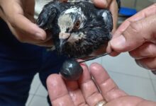 Policía Penitenciaria captura una “narcopaloma” en La Reforma