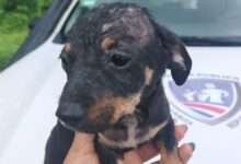 Policías rescatan a perrito en peligro cerca del río Reventazón