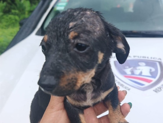 Policías rescatan a perrito en peligro cerca del río Reventazón